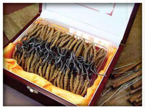 龙滚镇冬虫夏草回收